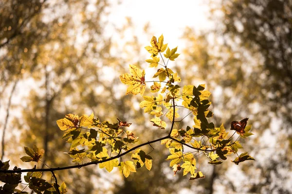 Помаранчеве Кленове Листя Лісі Осіннє Сонце — стокове фото