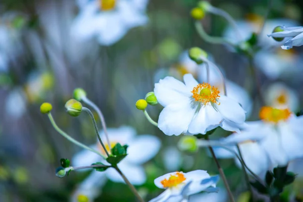 Güzel Beyaz Turuncu Çiçekler Bahar Bulanık Arka Planda — Stok fotoğraf