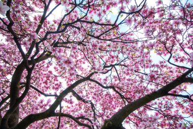 Güzel Manolya ağacı bir park, Bahar