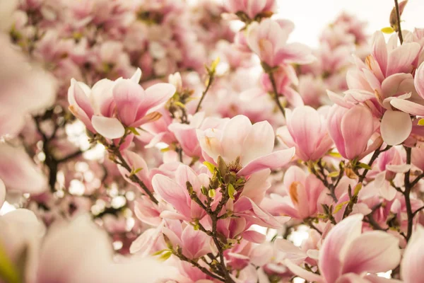 Güzel Manolya Çiçeği Bir Park Bahar — Stok fotoğraf