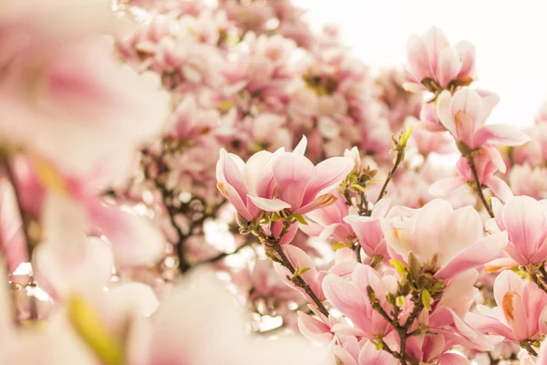 Άνθος Όμορφο Magnolia Ένα Πάρκο Άνοιξη — Φωτογραφία Αρχείου