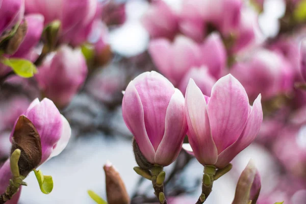 Bellissimo Fiore Magnolia Parco Primavera — Foto Stock
