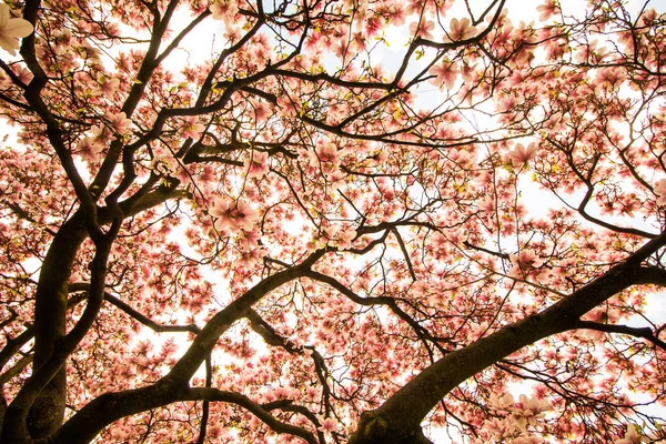 Hermoso Árbol Magnolia Parque Primavera — Foto de Stock