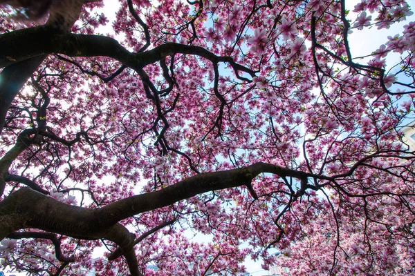 Vackra Magnoliaträd Park Våren — Stockfoto