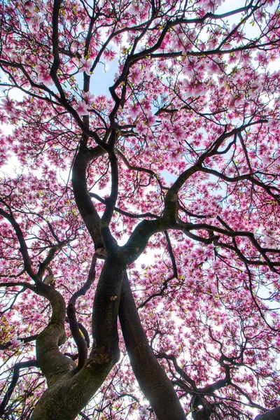 Hermoso Árbol Magnolia Parque Primavera — Foto de Stock