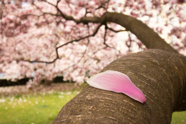 Красивое Дерево Магнолии Парке Весна — стоковое фото