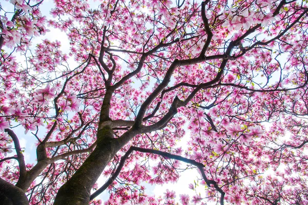 Hermoso Árbol Magnolia Parque Primavera — Foto de Stock