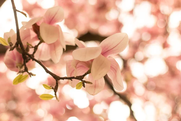 Hermosa Magnolia Florecen Parque Primavera — Foto de Stock