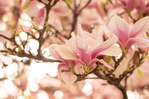 Beautiful Magnolia Blossom Park Spring — Stock Photo, Image