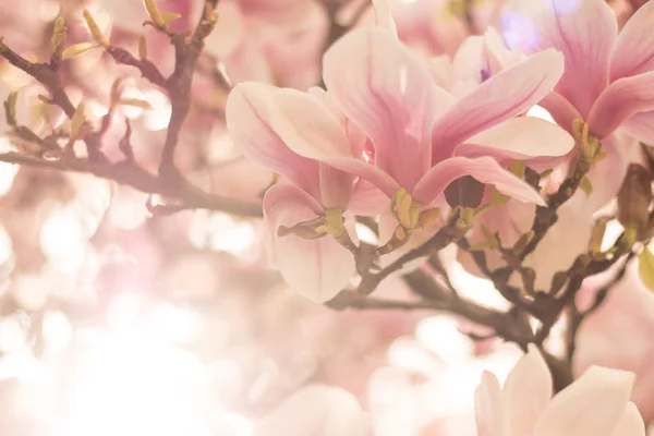 Schöne Magnolienblüte Einem Park Frühling Sonnenschein — Stockfoto