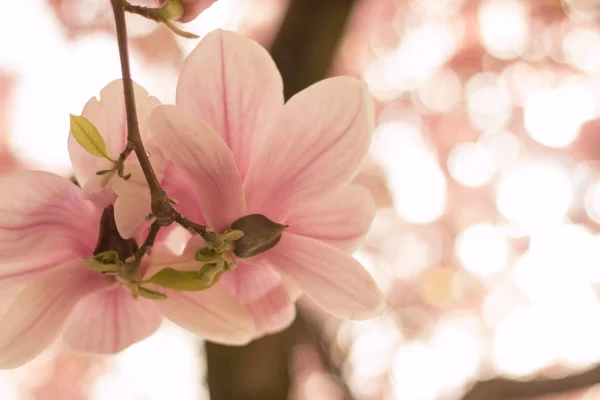 Magnolia Pięknie Kwitnąć Parku Wiosna — Zdjęcie stockowe