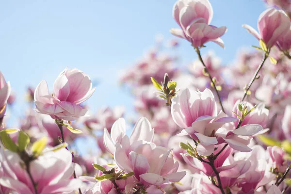 Flores Árbol Magnolia Florecen Primavera Cielo Azul — Foto de Stock