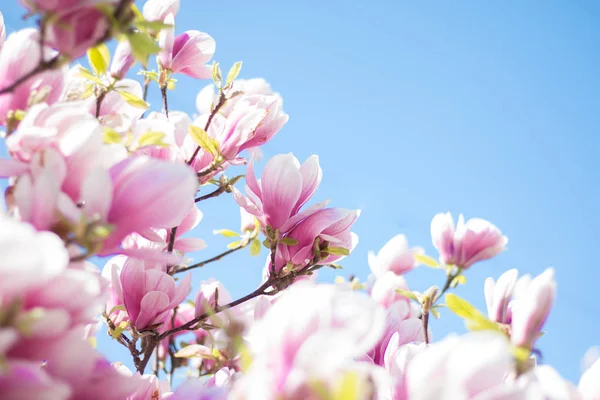 Flores Árbol Magnolia Florecen Primavera Cielo Azul — Foto de Stock