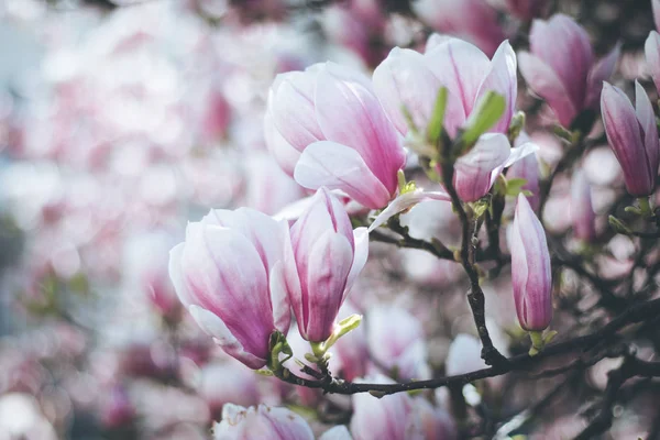 Fleurs Arbre Magnolia Fleurissent Printemps — Photo