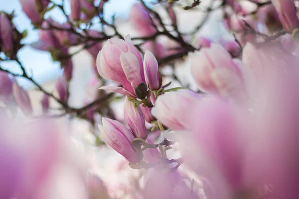 Magnolia Δέντρο Λουλούδια Του Ανθίζουν Άνοιξη — Φωτογραφία Αρχείου