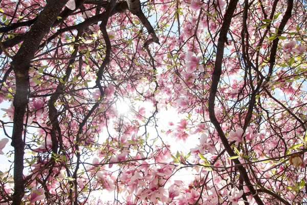 Flores Árbol Magnolia Florecen Primavera — Foto de Stock