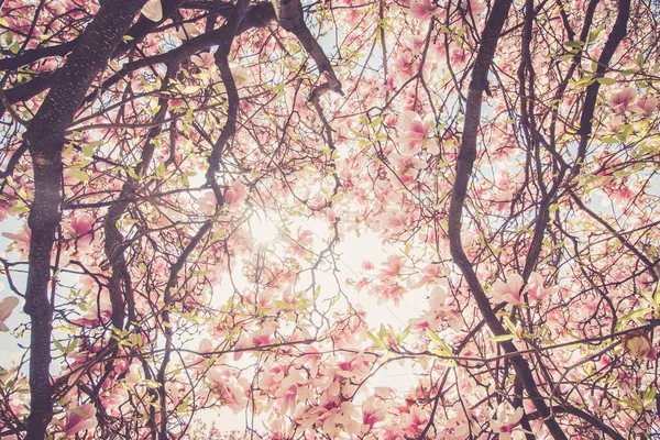 Flores Árbol Magnolia Florecen Primavera — Foto de Stock