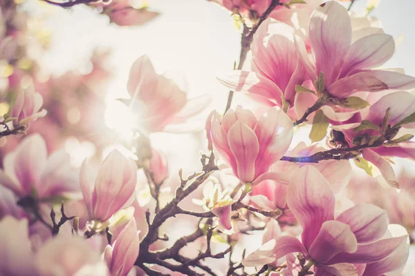 Magnolia Boom Bloemen Bloeien Het Voorjaar Van — Stockfoto