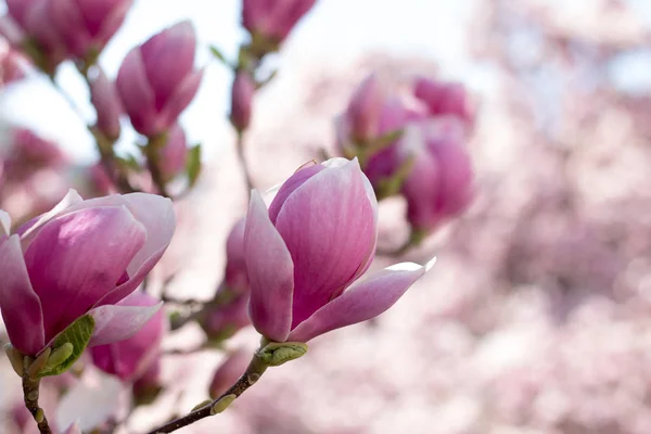 Flores Árbol Magnolia Florecen Primavera — Foto de Stock