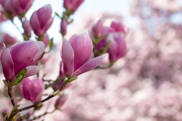 Flores Árbol Magnolia Florecen Primavera — Foto de Stock