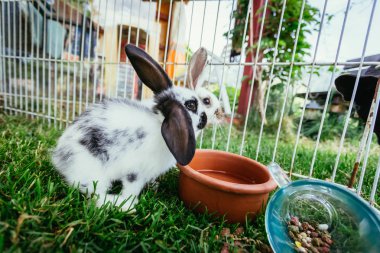 Sevimli küçük bunnies içinde açık bir bileşik yem yiyorlar. Yeşil çimen, bahar zamanı. 