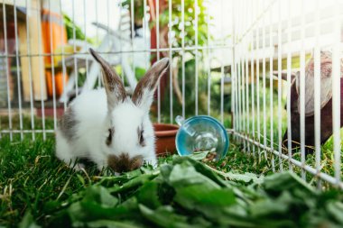 Sevimli küçük tavşan açık bir bileşim içinde salata yiyor. Yeşil çimen, bahar zamanı. 