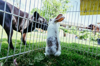 Küçük bileşik tavşan ve köpek dış birbirlerine kolaçan. Bahar zamanı.