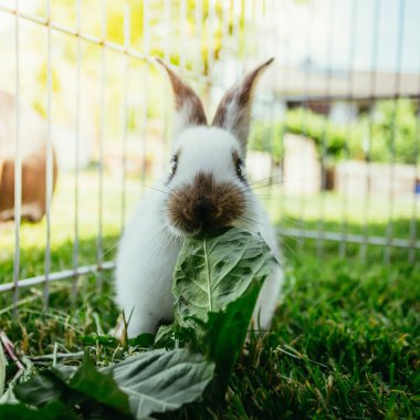 Sevimli küçük tavşan açık bir bileşim içinde salata yiyor. Yeşil çimen, bahar zamanı. 