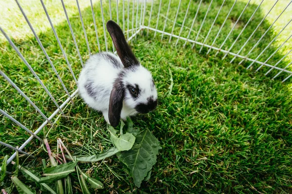 Милый Кролик Ест Салат Открытом Воздухе Зеленая Трава Весна — стоковое фото