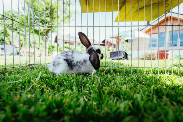 Der Kleine Hase Sitzt Auf Einem Außengelände Grünes Gras Frühlingszeit — Stockfoto