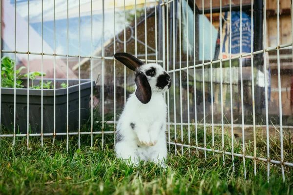 Little Bunny Sitting Outdoor Compound Green Grass Spring Time — Stock Photo, Image