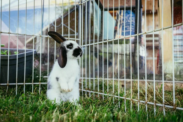 Little Bunny Sitting Outdoor Compound Green Grass Spring Time — Stock Photo, Image