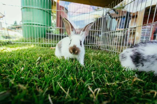 Der Kleine Hase Sitzt Auf Einem Außengelände Grünes Gras Frühlingszeit — Stockfoto