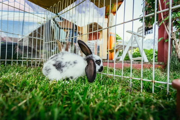 Lilla Kaninen Sitter Utomhus Förening Grönt Gräs Våren — Stockfoto