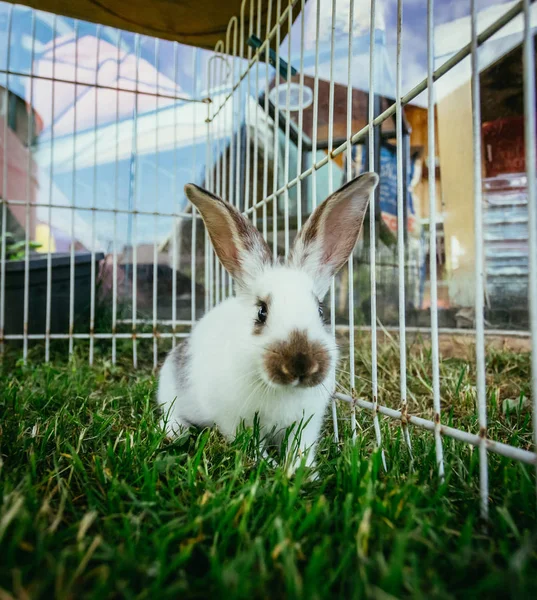 Маленький Кролик Сидит Открытом Воздухе Зеленая Трава Весна — стоковое фото
