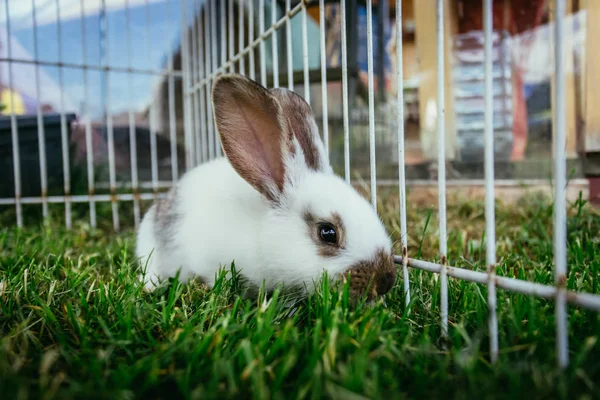 Der Kleine Hase Sitzt Auf Einem Außengelände Grünes Gras Frühlingszeit — Stockfoto