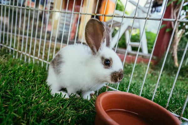 Милый Кролик Ест Салат Открытом Воздухе Зеленая Трава Весна — стоковое фото