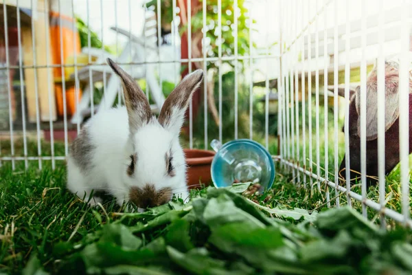 Cute Little Bunny Eats Salad Outdoor Compound Green Grass Spring — Stock Photo, Image