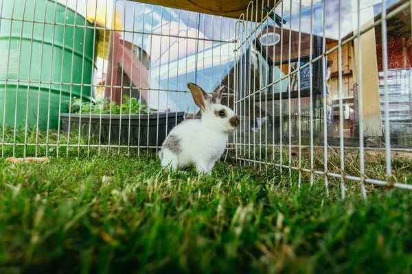 Little Bunny Sitting Outdoor Compound Green Grass Spring Time — Stock Photo, Image
