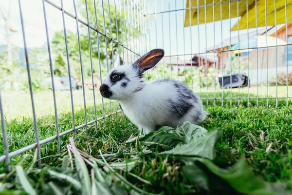 귀여운 토끼는 화합물에 샐러드를 먹는다 — 스톡 사진