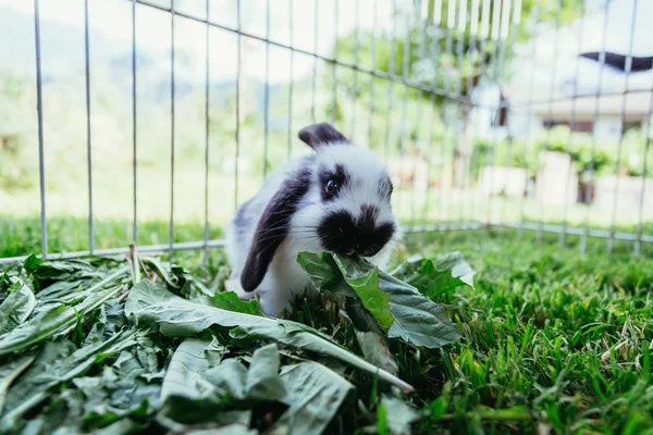 Sevimli Küçük Tavşan Açık Bir Bileşim Içinde Salata Yiyor Yeşil — Stok fotoğraf
