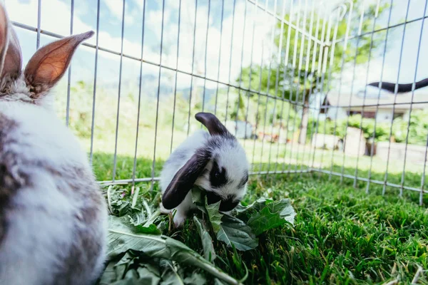 Cute little bunnies are eating fodder in an outdoor compound. Green grass, spring time.