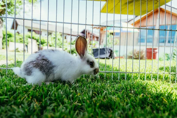ウサギは 屋外の化合物に座っています 春の時間緑の芝生 — ストック写真