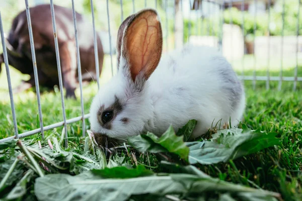 Der Süße Kleine Hase Frisst Salat Auf Einem Außengelände Grünes — Stockfoto