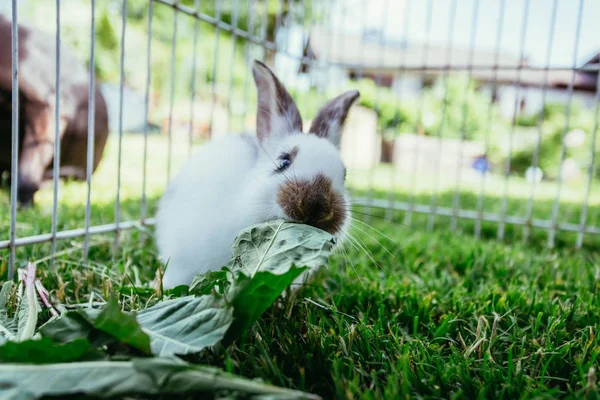 Der Süße Kleine Hase Frisst Salat Auf Einem Außengelände Grünes — Stockfoto