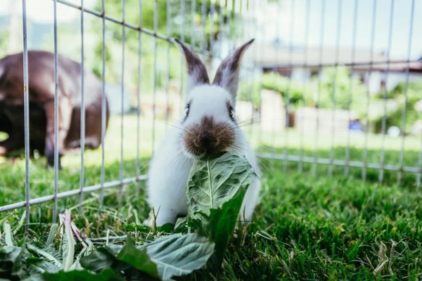 Cute Little Bunny Eats Salad Outdoor Compound Green Grass Spring — Stock Photo, Image