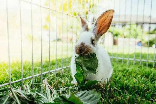 Sevimli küçük tavşan açık bir bileşim içinde salata yiyor. Yeşil çimen, bahar zamanı. 