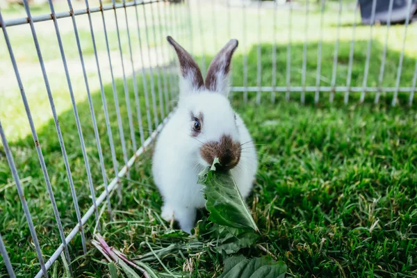 可爱的小兔子吃沙拉在户外化合物 春天的时间 — 图库照片