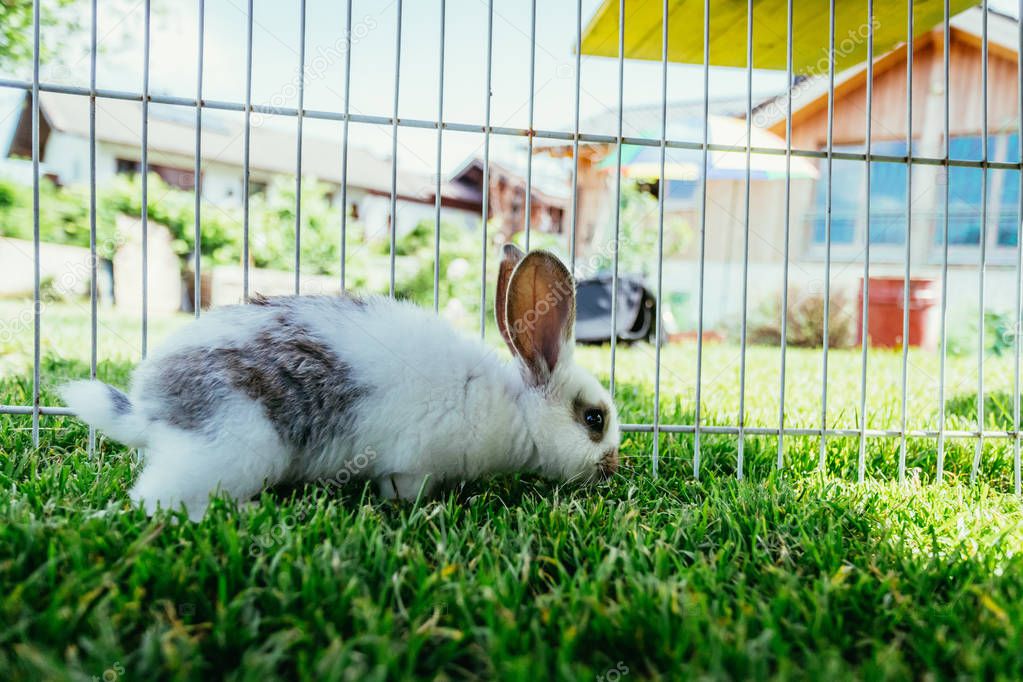 Little bunny is sitting in an outdoor compound. Green grass, spring time. 