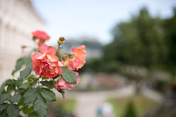 Pink Roses Mirabell Garden Salzburg Royalty Free Stock Images